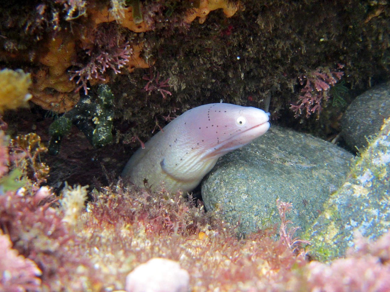 探索海洋霸權，最新360海島奇兵下載指南