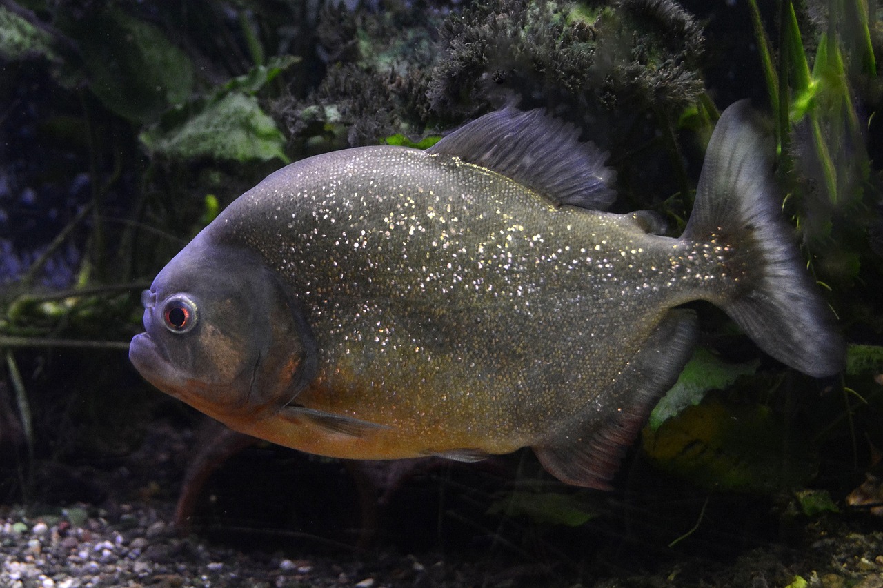 魚(yú)魚(yú)農(nóng)牧場(chǎng)助手最新版，智能化農(nóng)業(yè)管理的得力助手揭秘