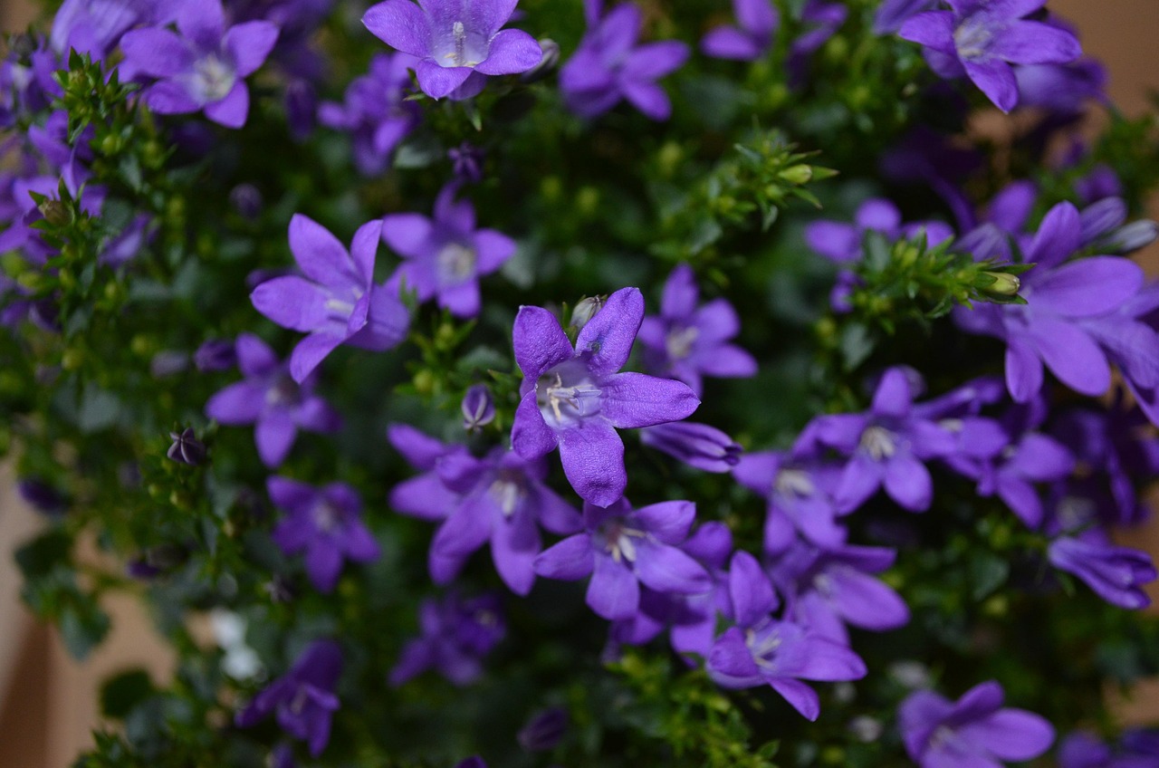 燕郊四季花都最新動態，城市未來之花綻放，花朵與都市共成長